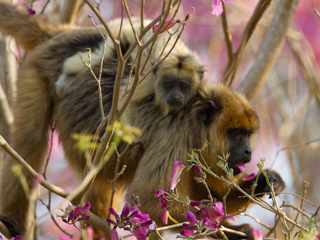 Howler Monkeys feasting on Lapacho flowers